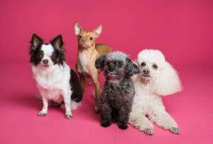 Solution for Pet Messes